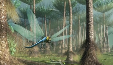 Ważka osiągnęła wielkość krogulca. Jak to jest w ogóle możliwe?