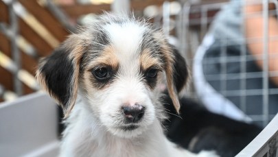 Ważna informacja dla właścicieli psów i kotów: W Lublinie rusza bezpłatna sterylizacja