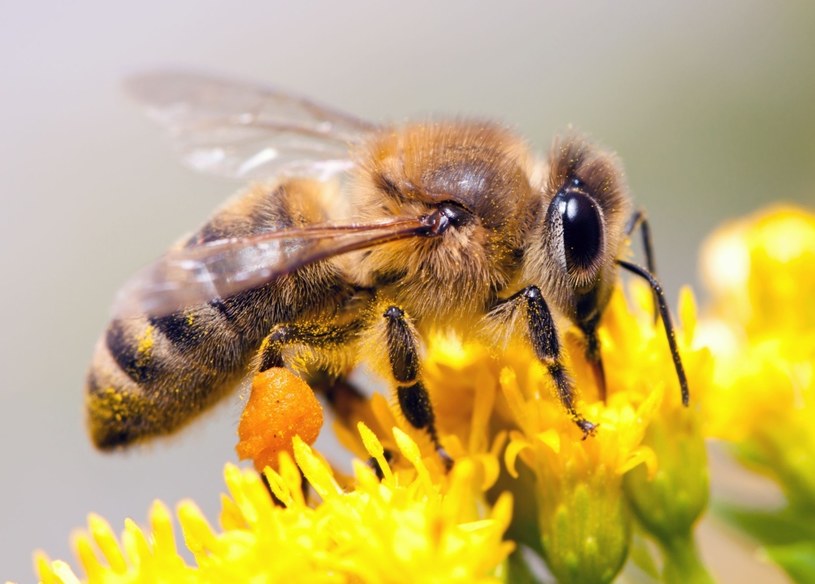 Ważne, by szybko usunąć jad pszczoły spod skóry /123RF/PICSEL
