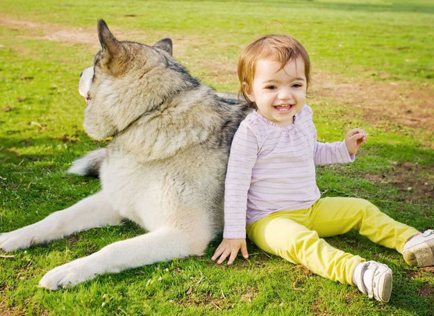 Ważne jest, aby pies poznał zapach dziecięcych ubrań i zabawek /123RF/PICSEL