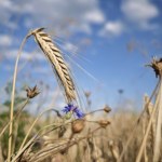 Ważny składnik diety 35 proc. ludzi. Cena pszenicy może wymknąć się spod kontroli