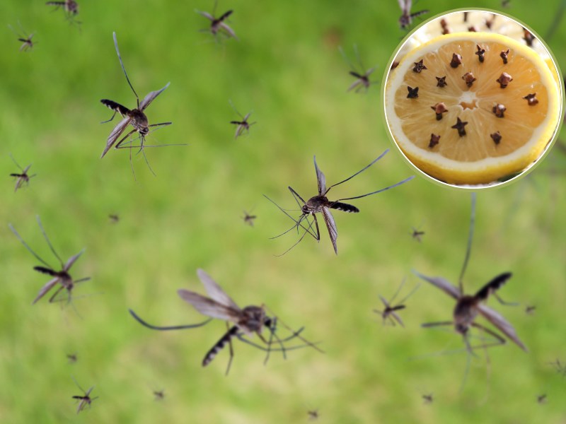 Wbij goździki w cytrynę i postaw przy oknie, a żaden komar nie wleci do twojego domu /Pixel