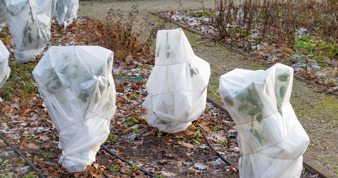 Wbrew pozorom zimowa pielęgnacja rododendronów nie polega na nawożeniu czy przycinaniu. /123RF/PICSEL