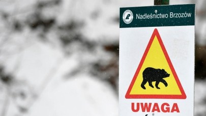 Wbrew prognozom idzie wiosna! Obudziły się bieszczadzkie niedźwiedzie 