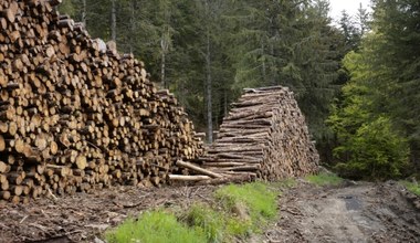 Wbrew zapowiedziom wycinka w lasach nie ustaje. "6 tys. ciężarówek drewna dziennie"