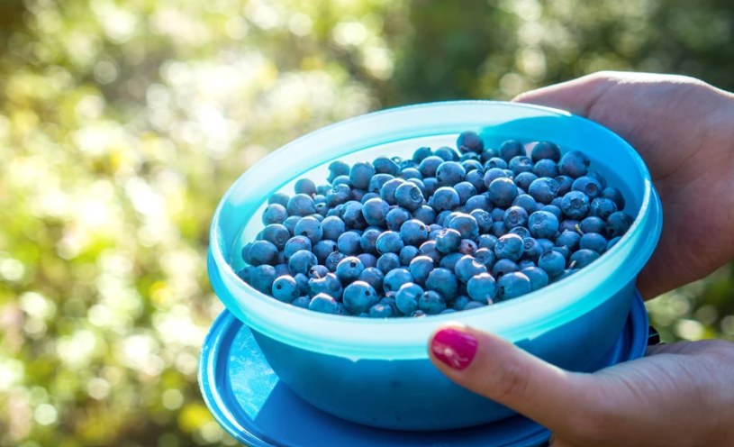 Wcale nie marchewka. Ten owoc jeszcze lepiej wpływa na wzrok i jest polecany seniorom