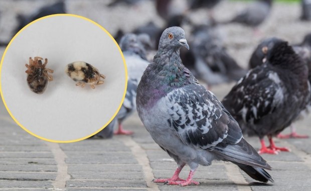 Wchodzą do mieszkań, w nocy wychodzą na żer. Przynoszą je gołębie