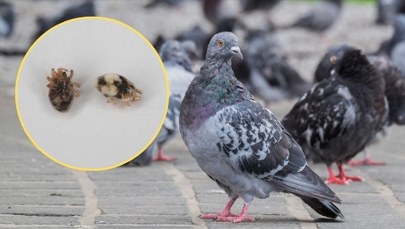 Wchodzą do mieszkań, w nocy wychodzą na żer. Przynoszą je gołębie