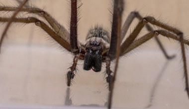 Wchodzą do naszych domów, ludzie się ich boją. A one nam pomagają