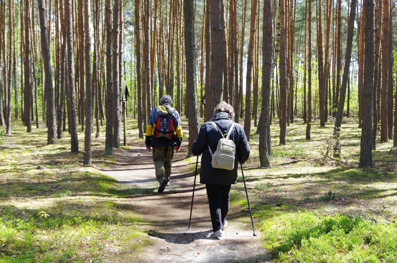 Wchodzą pod powieki i do uszu, a potem boleśnie gryzą. Uważaj podczas spaceru w lesie