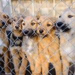 Wchodzi "becik-psiowe" za adopcję psa ze schroniska. Miasto odda 1 tys. zł