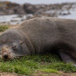 Wchodzi foka do baru... To nie żart!
