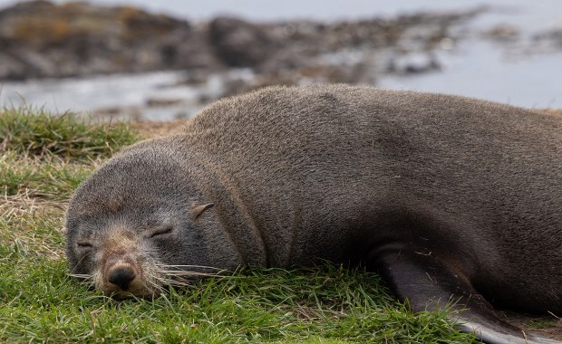 Wchodzi foka do baru... To nie żart!