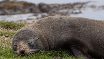 Wchodzi foka do baru... To nie żart!
