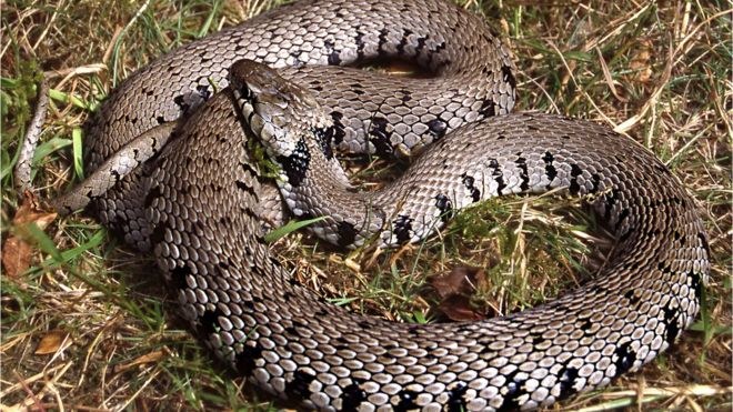 Wcześniej uważano, że Natrix helvetica jest podgatunkiem węża trawiastego /materiały prasowe