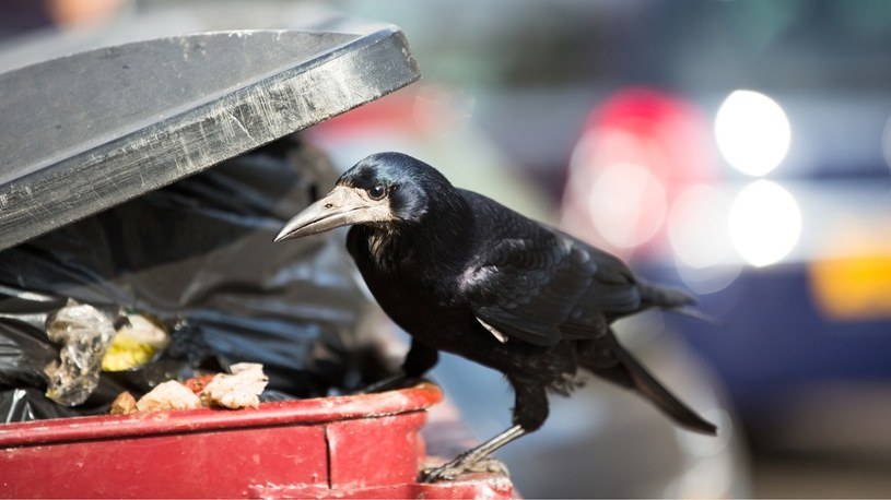 We Francji ptaki sprzątają z drobnych śmieci miejskie parki rozrywki /Geekweek