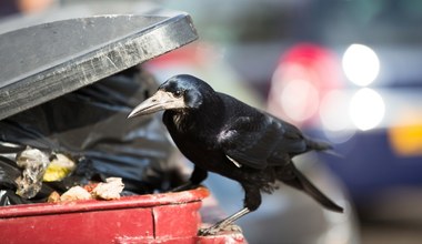 We Francji ptaki sprzątają z drobnych śmieci miejskie parki rozrywki