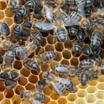 pestycydy We Francji wracają zakazane pestycydy. "Absulotnie katastrofalne"