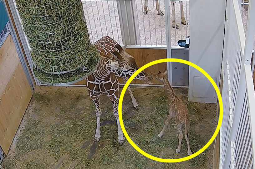 We wiedeńskim zoo po raz pierwszy od 10 lat przyszła na świat mała żyrafa. Zwierzę już teraz mierzy 1,70 m /Facebook