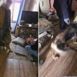 We własnych odchodach, bez dostępu do wody i pożywienia. Dramat we Wrocławiu