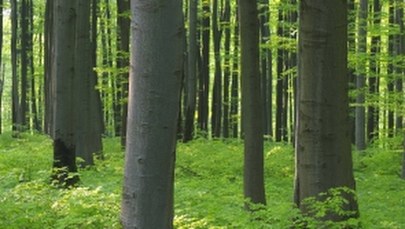 We włoskim mieście rodzi się za dużo dzieci. Władze nie nadążają z... sadzeniem drzew