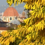 We Włoszech już kwitną mimozy. Miesiąc wcześniej niż zwykle