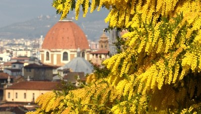We Włoszech już kwitną mimozy. Miesiąc wcześniej niż zwykle