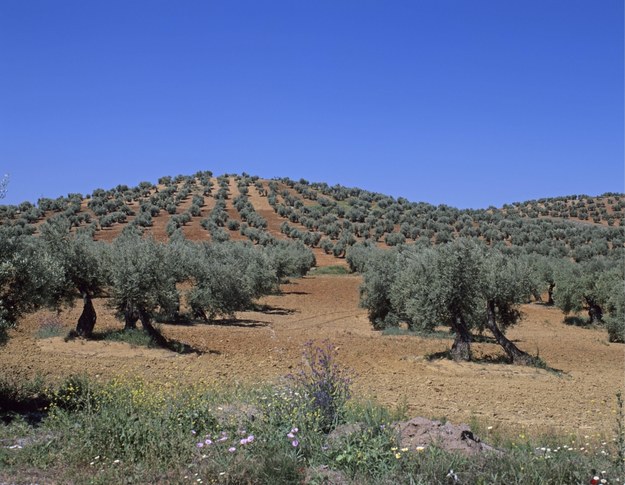We Włoszech oliwki i oliwę trzeba przewozić pod eskortą policji i pilnować drzewek w gajach /Meir Carsten/CHROMORANGE/DPA /PAP