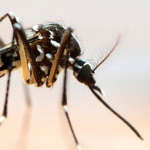 ​We Włoszech pojawił się koreański gatunek komara. Naukowcy: Może przenosić choroby