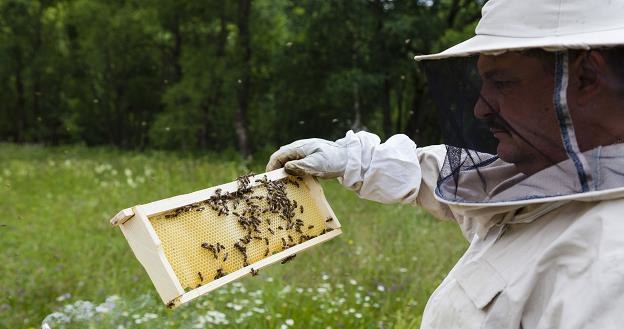 We Włoszech spada produkcja krajowego miodu, nasila się kradzież uli /&copy;123RF/PICSEL