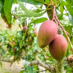 We Włoszech uprawia się coraz więcej bananów, mango, awokado. Wszystko przez zmiany klimatu