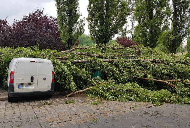 We Wrocławiu na ul. Henryka Brodatego wiatr powalił kilka drzew. /Gorąca Linia /