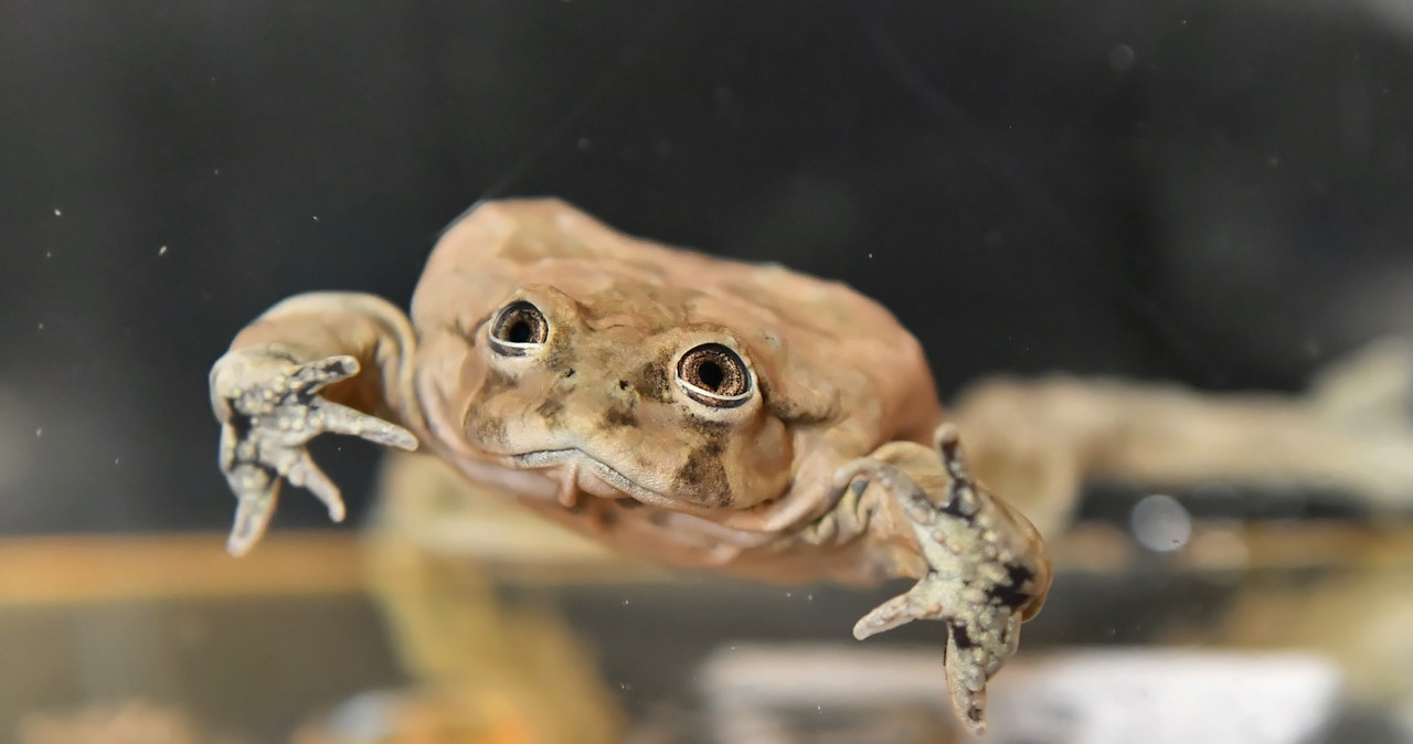 We wrocławskim zoo można podziwiać najbrzydsze żaby na świecie 