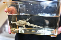 We wrocławskim zoo można podziwiać najbrzydsze żaby na świecie 