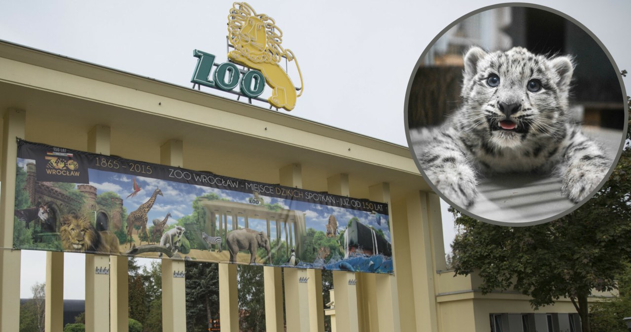 We wrocławskim zoo pojawiły się najsłodsze zwierzęta na świecie /East News