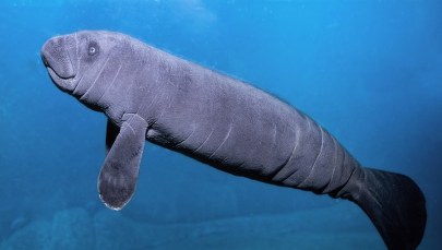 We wrocławskim zoo urodził się manat karaibski [NAGRANIE]