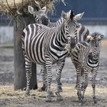 We wrocławskim zoo urodziła się zebra Chapmana