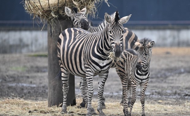 We wrocławskim zoo urodziła się zebra Chapmana