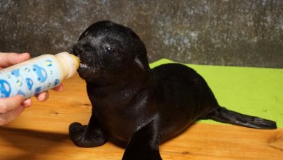 We wrocławskim zoo urodziły się urocze kotiki!