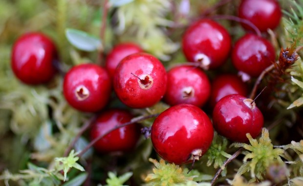 We wsi w Karelii nikt nie został zmobilizowany. Urzędnicy tłumaczą to zbiorami żurawiny