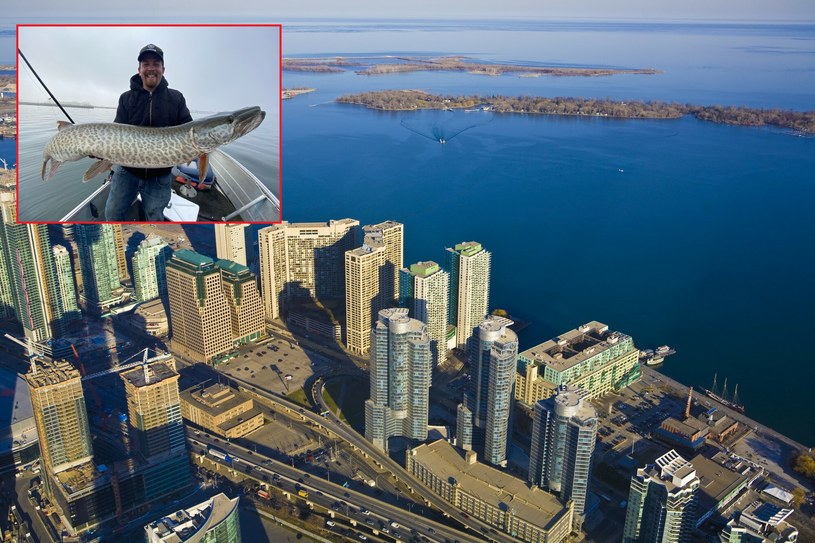 Wędkarz wypuścił ostatecznie rybę do zatoki /Klaus Lang/Twitter/CBC /East News