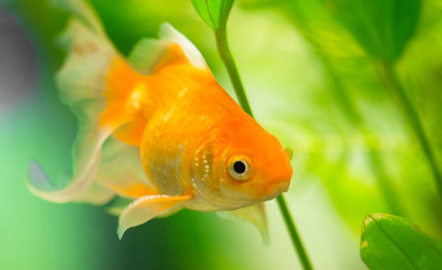 Wędkarz złowił 30-kilogramową „złotą rybkę”