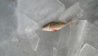 Wędkarze załamują ręce. Straty ryb po zimie mogą być rekordowe