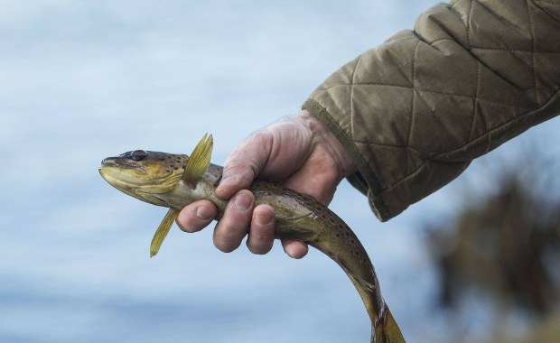 Wędkarzu, czy ci nie żal?