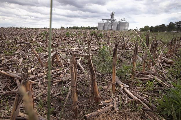 Według danych USDA do 26 maja zasadzono tylko 35 procent upraw kukurydzy /AFP