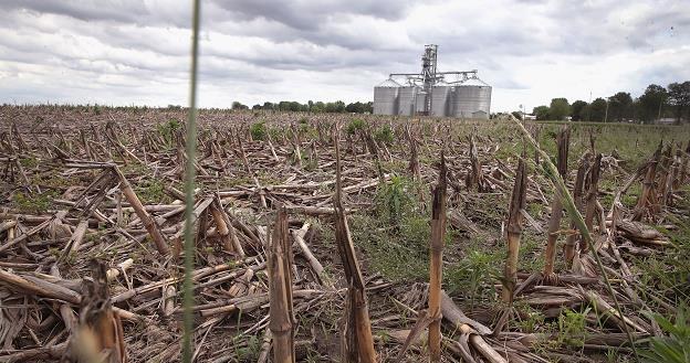 Według danych USDA do 26 maja zasadzono tylko 35 procent upraw kukurydzy /AFP