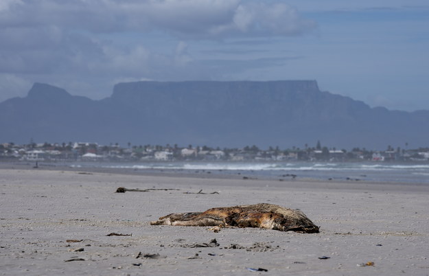 Według doniesień na plażach znaleziono dotąd tysiące martwych fok /	NIC BOTHMA /PAP/EPA