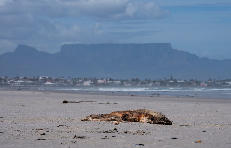 Według doniesień na plażach znaleziono dotąd tysiące martwych fok /	NIC BOTHMA /PAP/EPA