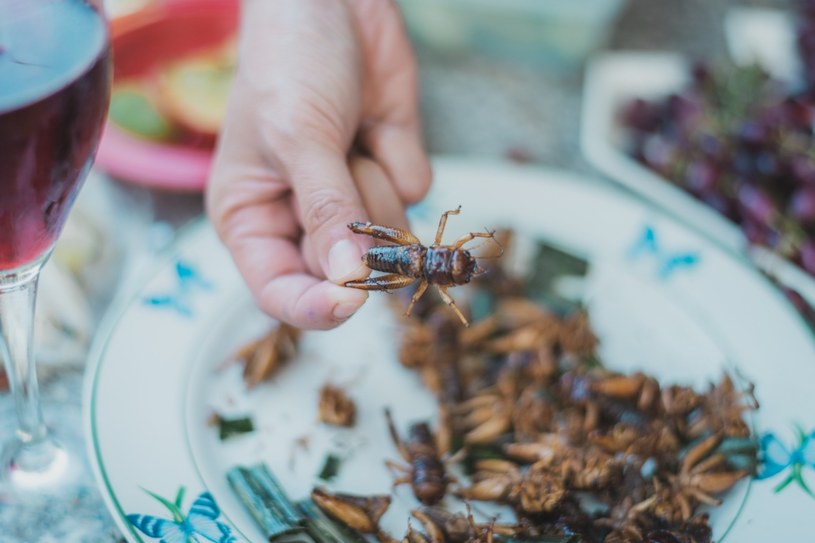Według FAO owady jako pożywienie stają się szczególnie istotnym kwestią w XXI wieku ze względu na „rosnące koszty białka zwierzęcego, brak bezpieczeństwa żywnościowego, presję środowiskową, wzrost populacji i rosnące zapotrzebowanie na białko wśród klas średnich” /123RF/PICSEL