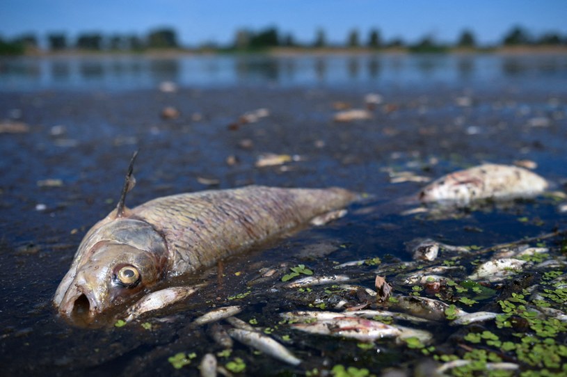 Według Greenpeace Polska zły stan Odry wynika z zasolenia wody przez zrzuty ścieków kopalnianych /ANNEGRET HILSE /Agencja FORUM